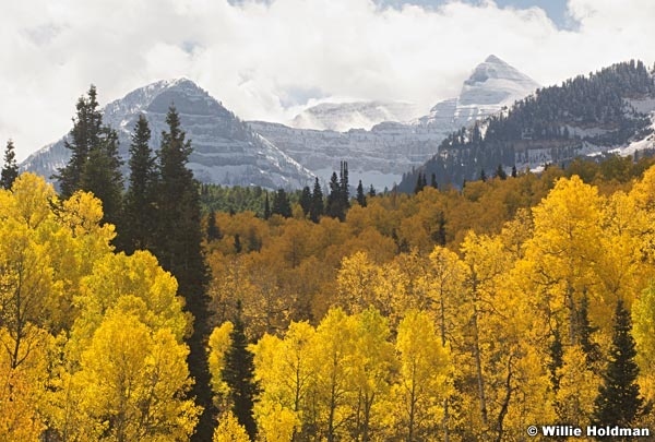 Timpanogossnowaspens100608 7242