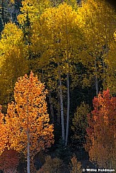 Red Yellow Aspens Boulder 101522 2818