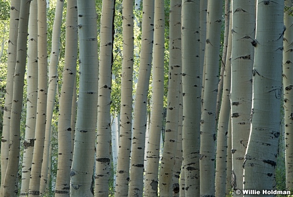 Aspen Trunks Close Up 090823 0604 2 2