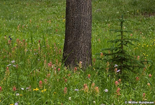 Pines and flowers 071917 3401