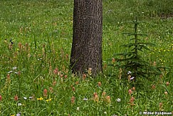 Pines and flowers 071917 3401