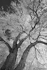 FrostycottonwoodBW010409 0760
