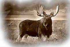 Moose112409 2550sepia