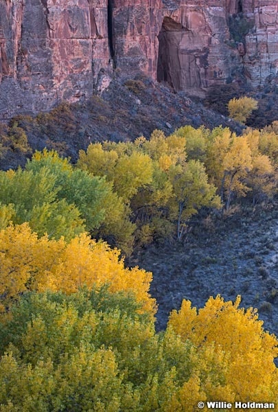 Escalante Arch Cottonwoods 102718 6132