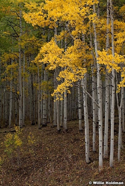 Yellow Green Aspens 092612 212