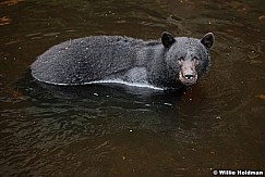 Black Bear Water 081916 4392