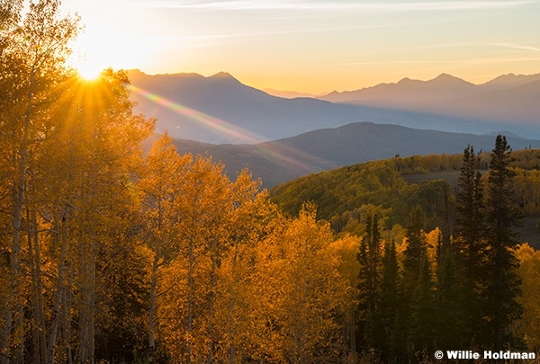 Aspen Light Through Gold 093024 1214