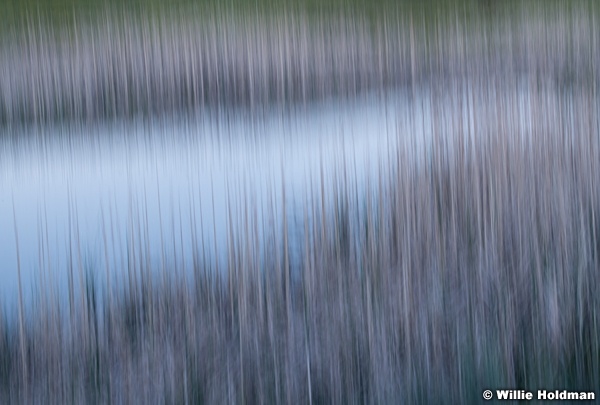 Cattails Spring Pond 061919 5200