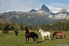 Horsesandtetons071911 32