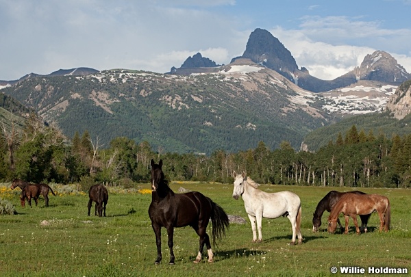Horsesandtetons071911 32