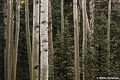 Wet aspens trunks among pines in the Uinta Forest, Utah