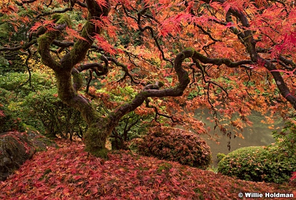 Japanese Maple 110414 6338 2