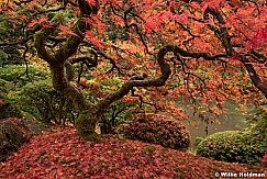 Japanese Maple 110414 6338 2