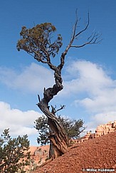 Lone Juniper Tree 042821 4282