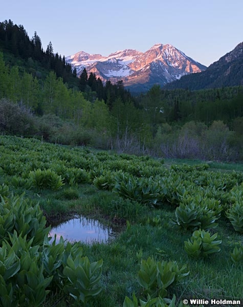 Timpanogos Purple Spring 052014