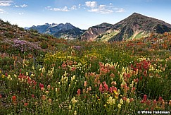 Timpanogos Box Elder Wildflowers 081217 9591