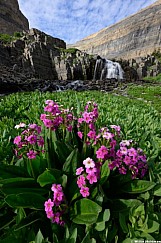 Parrys Primrose Wildflowers 071526 5749