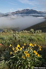 Midway fog052509 29278