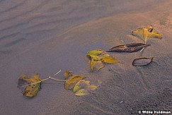 Washed Up Leaves 111021 4067 2