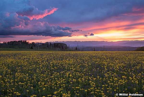 Yellow Flowers Purple Sunset 062520 8393 2