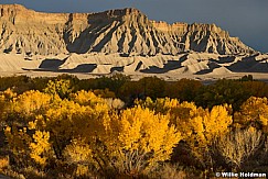 Yellow Cottonwoods Sunset 102924 5763