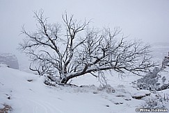 Canyonlands Snow Tree 020116 1442
