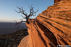 Vermillion Cliffs Tree 052316 7085