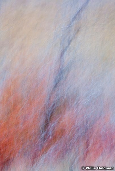 Abstractredoaks 14