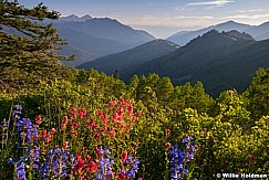 Crest Trail Wildflowers 071214b 0713