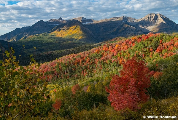 Timp Red Maples Doppled Light 092624 0403