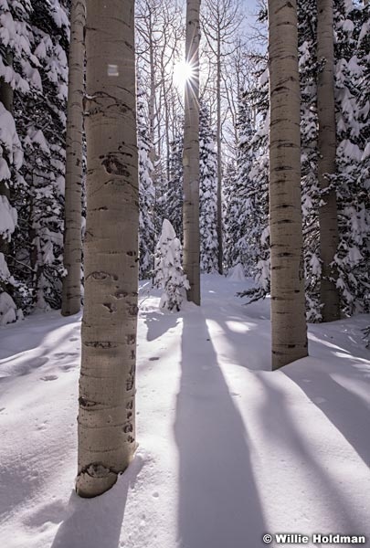 Tall Winter Aspens 031419 0436