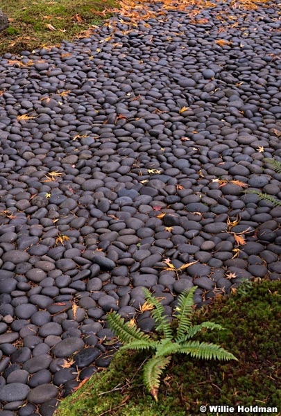 Japanese Maple 110414 6427 2