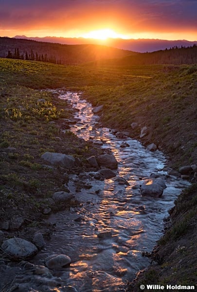 Red Lake Creek Sunset Lilies 060521 9615