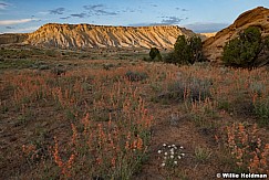 Orange Globe Mallow Badlands 052223 8453