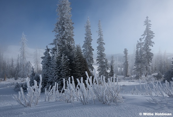 Frosty Trees Lake Creek 100125 7350 2