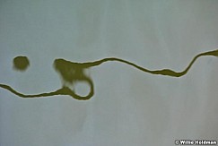 powellwaterabstract061610 0755