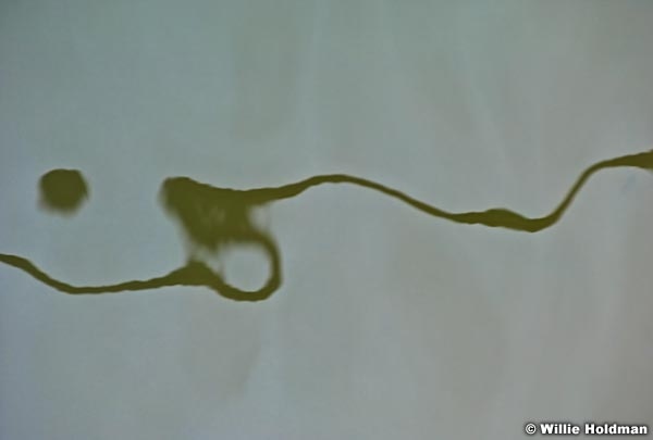 powellwaterabstract061610 0755