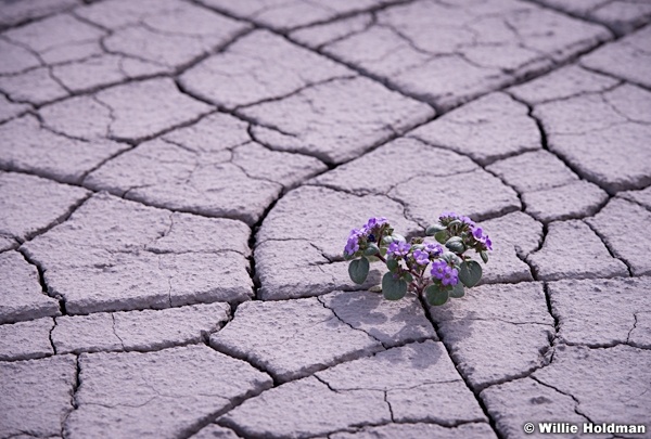 Desert Bloom 050814 8294