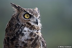 Great Horned Owl 083121 2430