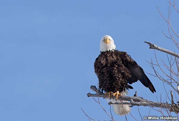 Bald Eagle 021512 26