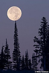 Super Moon Pines 083123 8937