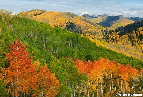 Redgreenyellowaspens100208 6788