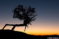 Tree Silhouette Bryce 091612 1404