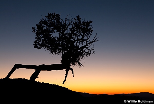 Tree Silhouette Bryce 091612 1404