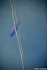 Ropecarp081711 2019