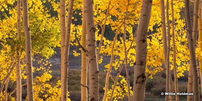 Golden Aspens Pano 091915 7349