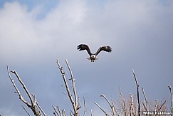 Bald Eagle In Flight 031421 5242 5