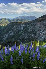 Timpanogos Lupine 040516 4761 4 2