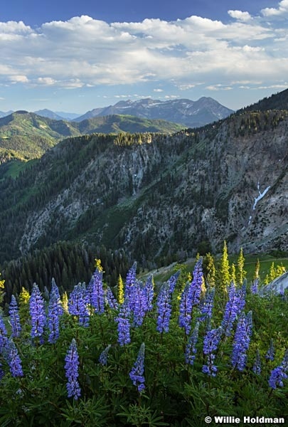 Timpanogos Lupine 040516 4761 4 2