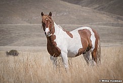 Wild Horses Paint 040320 0980
